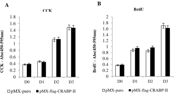 Figure 4. No difference in cell proliferation of calvarial osteoblasts by CRABP- CRABP-II overexpression