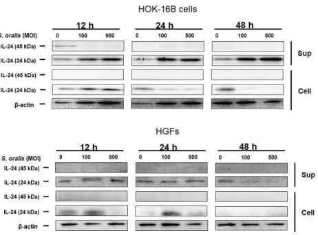 Figure 2. IL-24 expression in HOK-16B cells and HGFs treated