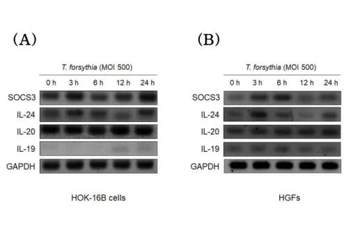 Figure 5. Expression of IL-20 cytokines and SOCS3 mRNA