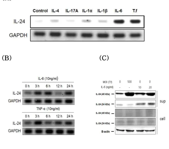 Figure 6. IL-24 expression by pro-inflammatory cytokines in HOK-16B cells (A) HOK-16B cells (5 × 10 ⁵  cells/well) were treated with pro-inflammatory cytokines at a concentration of 10 ng/ml for