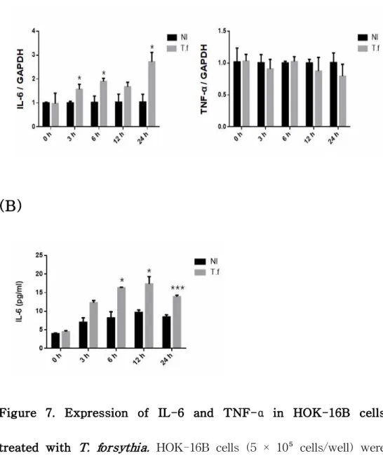 Figure 7. Expression of IL-6 and TNF- α  in HOK-16B cells