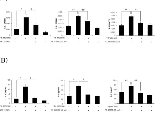 Figure 11. Effect of ROS and MAPKs on T. forsythia -induced IL-6 expression. HOK-16B cells (5 × 10 ⁵  cells/well) were seeded into 6-well plates and treated with 5 mM NAC or 20 μ M of MAPK