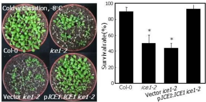 Figure 3. Complementation of ice1-2 Mutant with Wild-Type ICE1 Gene.   