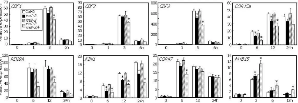 Figure 4. Cold Induction of CBF and its Downstream Genes in ice1-2 ice2-2/+ Plants.   