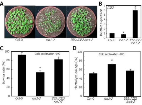 Figure 6. ICE2 Overexpression Rescues ice1-2 Phenotypes.   