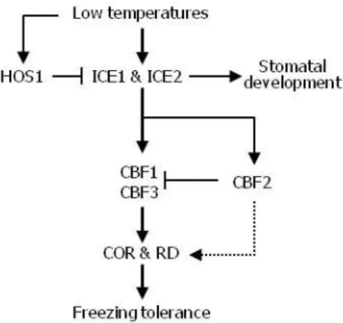 Figure 9. ICE-Mediated Transcriptional Feedback Loop Attenuates CBF Signaling. 