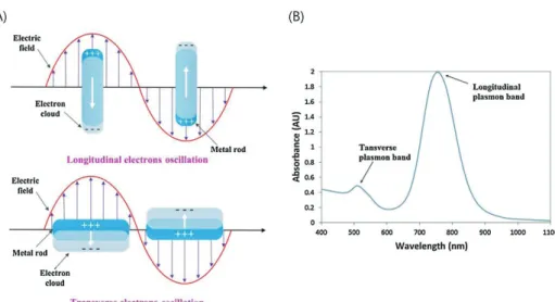 Figure 2 (A) Schematic diagrams illustrating of LSPR for Au NRs and (B) Two  principal plasmon absorption bands: a transverse LSPR band and a longitudinal  LSPR band corresponding to the electron oscillation along the long axis (Figure  2    (A) top) and t