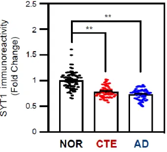 Figure 1-17. Foldchange level of SYT1 immunoreactivity in CTE and AD  Densitometry  analysis  showed  that  the  intensity  of  SYT1  is  significantly  decreased the cortical neurons in CTE and AD postmortem brain compared to  normal postmortem brain