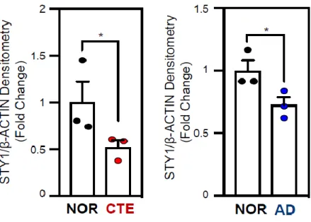 Figure 1-20. Densitometry analysis of SYT1 in CTE and AD 