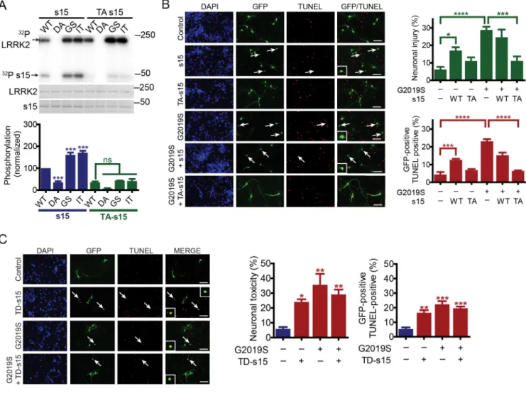 Figure 2. Phospho-deficient s15 protects against LRRK2 toxicity