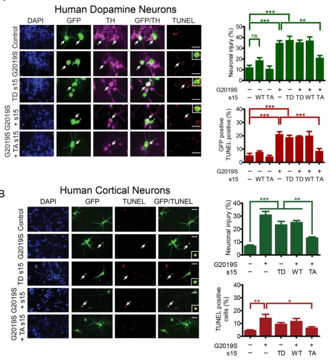 Figure 3. Phospho-deficient s15 protects against G2019S LRRK2 toxicity in human dopamine and cortical neurons
