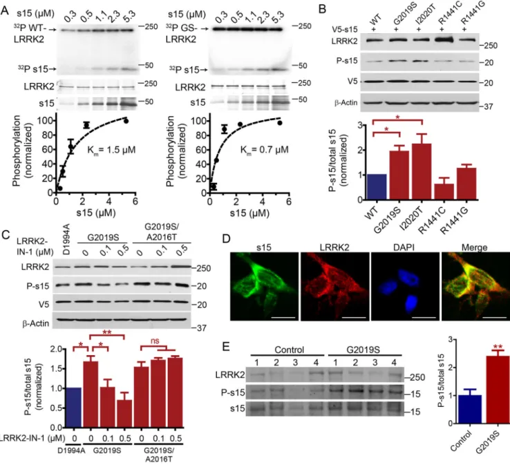Figure 4. Phosphorylation of s15 by pathogenic LRRK2 variants and block by LRRK2-IN-1 (A), Kinetics of LRRK2 or G2019S LRRK2 initial enzyme velocity at various s15
