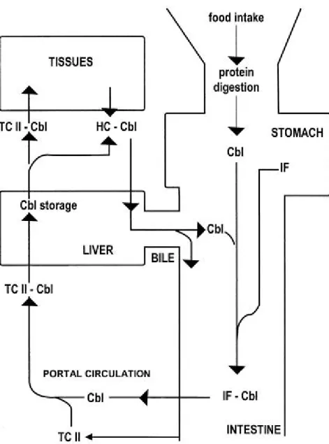 Figure 2-1. Scheme of the most important pathways of vitamin B 12 uptake, transport and accumulation in the luman body (Ermens et al , 2003)