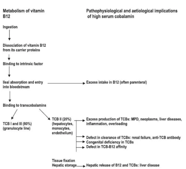 Figure 2-2. Metabolism of vitamin B 12 and pathophysiological correlations with high serum vitamin B 12 (Andrès et al, 2013)