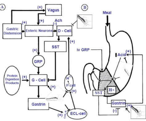 Figure 4. Relation between the activity of vagal nerves and enteric cholinergic and  GRP-releasing neurons and gastrin released from the G-cells (A) in intact and H