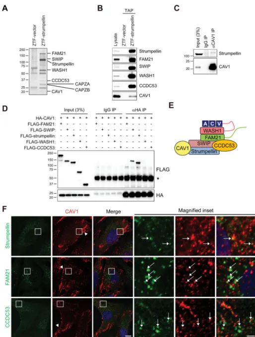 Fig. 1. Strumpellin interacts with CAV1.