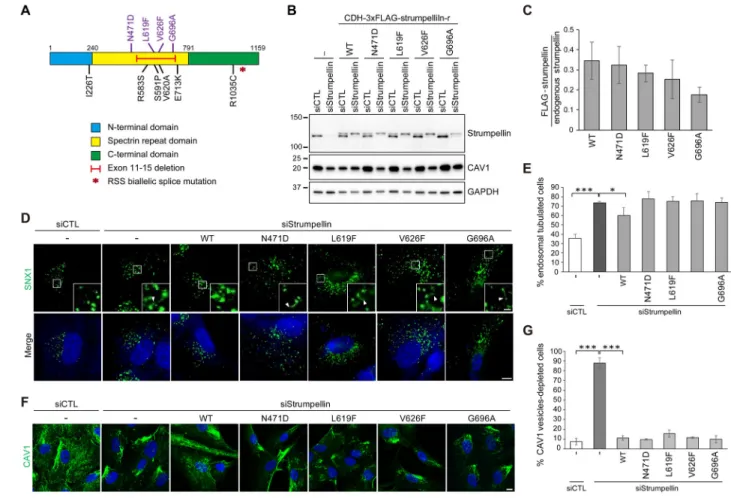 Fig. 4. Pathogenic SPG8 mutations in strumpellin induce defects in endosomal fission and CAV1  maintenance.