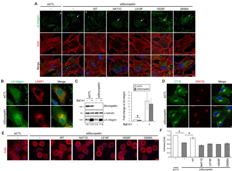 Fig. 5. Pathogenic SPG8 mutations perturb integrin-mediated cell adhesion.