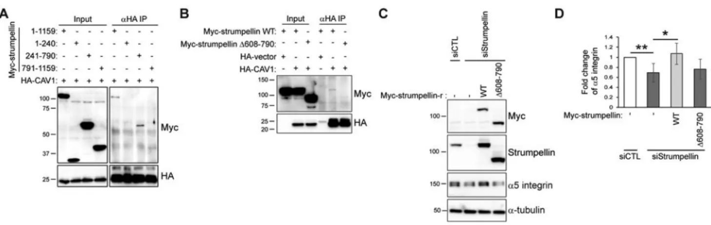 Fig. 6. Integrin recycling is mediated by the interaction of strumpellin with CAV1.