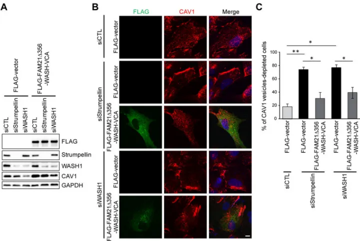 Fig. 7. The actin nucleation activity of WASH1 is required for CAV1-dependent, integrin- integrin-mediated cell adhesion.