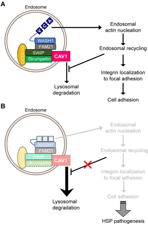 Fig. 8. Schematic representation of the pathogenic mechanism for SPG8 mutations.
