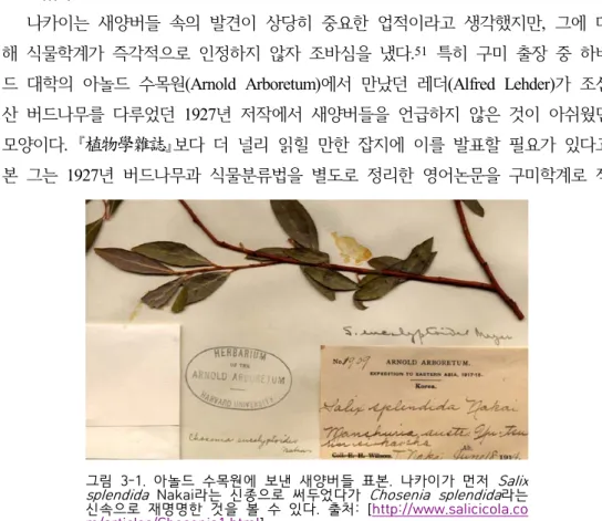 그림  3-1.  아놀드  수목원에  보낸  새양버들  표본.  나카이가  먼저  Salix  splendida   Nakai라는  신종으로  써두었다가  Chosenia  splendida 라는  신속으로  재명명한  것을  볼  수  있다