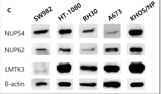 Figure 2C. NUP54, NUP62, LMTK3의 5개 육종 세포주에서 발현을 western  blot에서  확인함.  LMTK3는  SW982에서  발현이  없어서  후보에서  제외하고  NUP62와 NUP54를 선택함