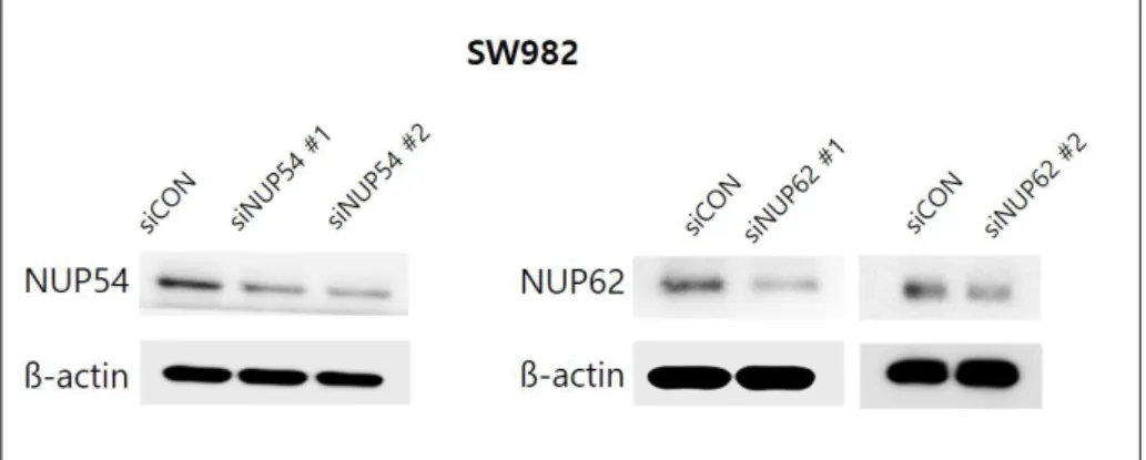 Figure 3. NUP62, NUP54의 두개의 siRNA 시퀀스에 대하여 발현억제를 확 인함.  