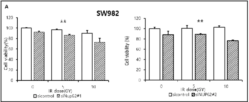 Figure 4. siNUP62, 54를 이용한 CCK-8, colony formation assay 결과. A,  SW982에서 siNUP62의 두개 시퀀스로 CCK-8 assay를 한 결과 대조군에 비 하여 세포 사멸이 증가하는 경향을 확인함