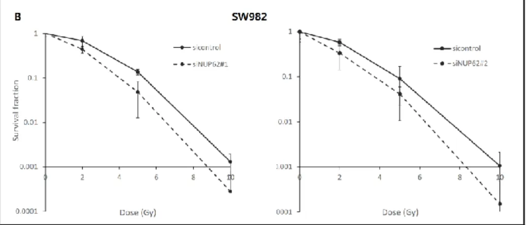 Figure 4B. colony formation assay에서도 비슷하게 군집 형성이 떨어짐을 확 인함. 