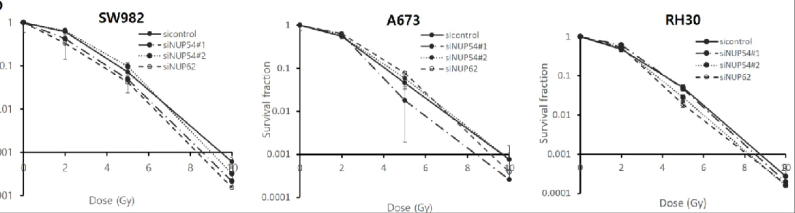 Figure 4D. Colony formation assay결과 NUP62가 54에 비하여 전반적인 군집 형성이 감소하는 경향.  