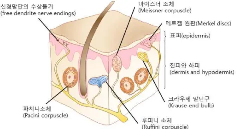 그림 3. 온도 범위에 따른 각 온도수용기의  활성화 정도(Iggo, 1969).