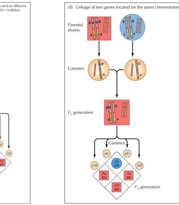 Figure 4.3  Gene segregation and linkage 
