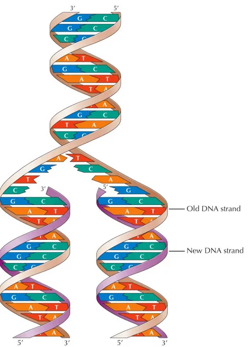 Figure 4.6  Semiconservative replication of DNA