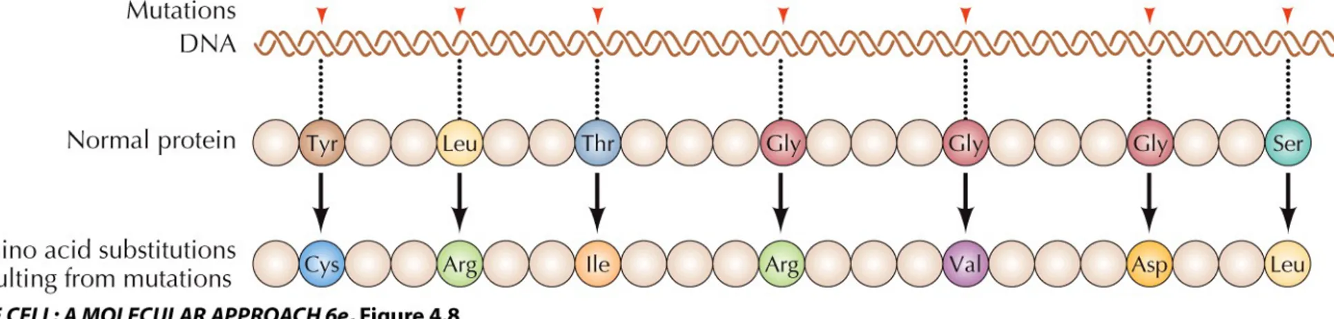 Figure 4.8  Colinearity of genes and proteins