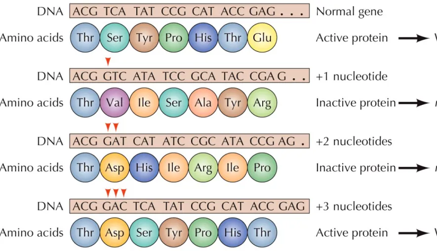 Figure 4.11  Genetic evidence for a triplet code