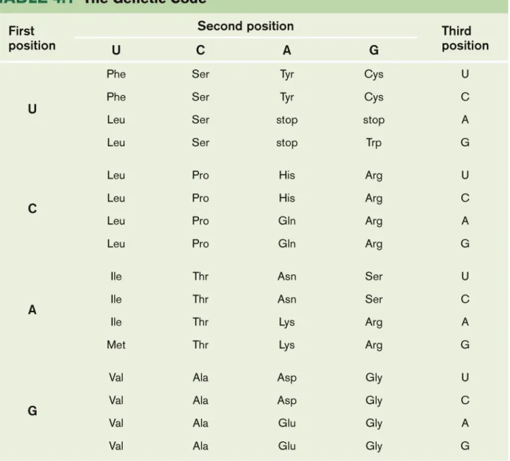 Table 4.1  The genetic code