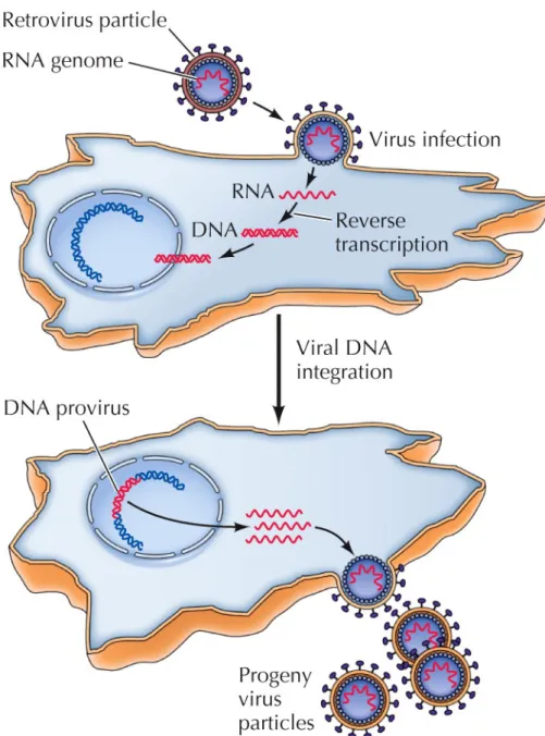 Figure 4.13  Reverse transcription and retrovirus replication