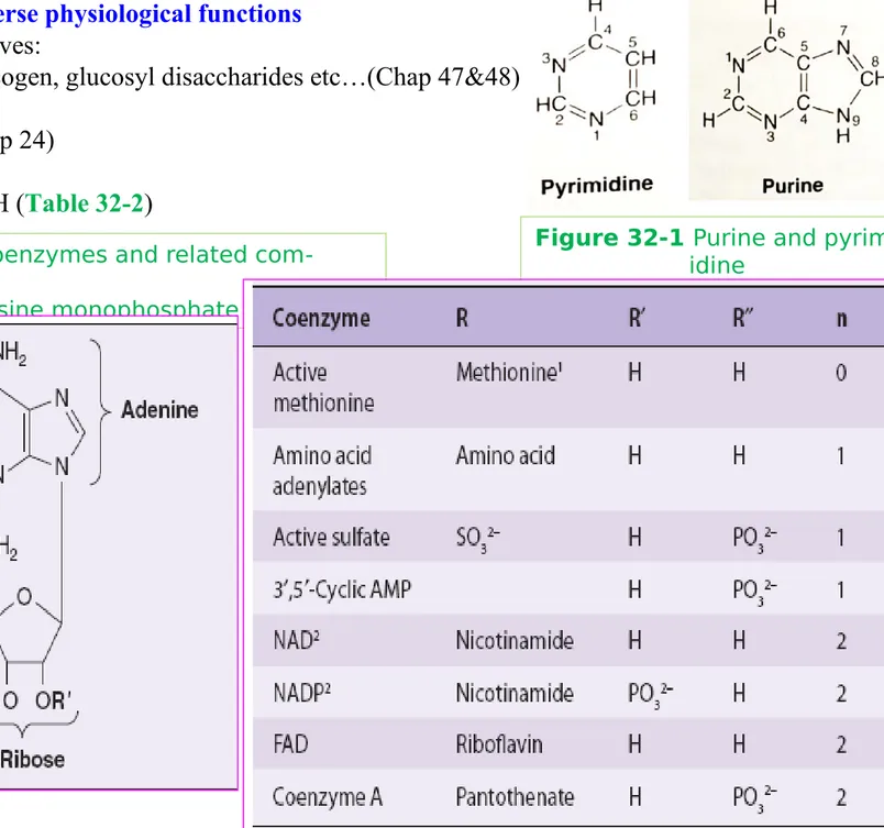 Figure 32-1 Purine and pyrim-