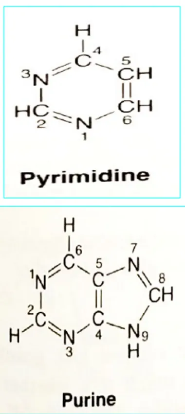 Figure 32-14 Arabinosylcytosine (cytarabine) and aza-