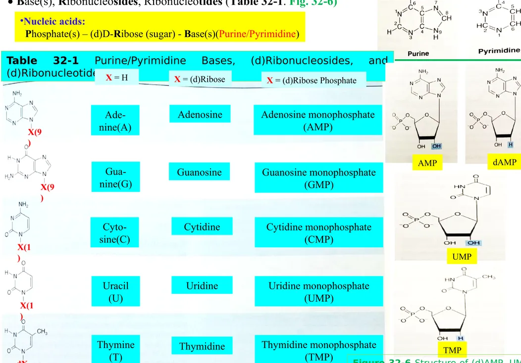 Table  32-1  Purine/Pyrimidine  Bases,  (d)Ribonucleosides,  and 