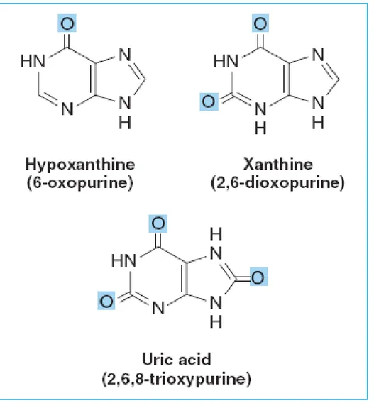 Figure  32-8  Structures  of  hypoxanthine,  xanthine,  and 