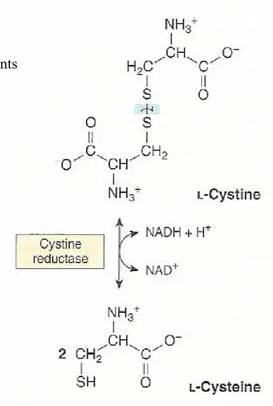 Figure 29-8 The cystine reductase reac- reac-tion