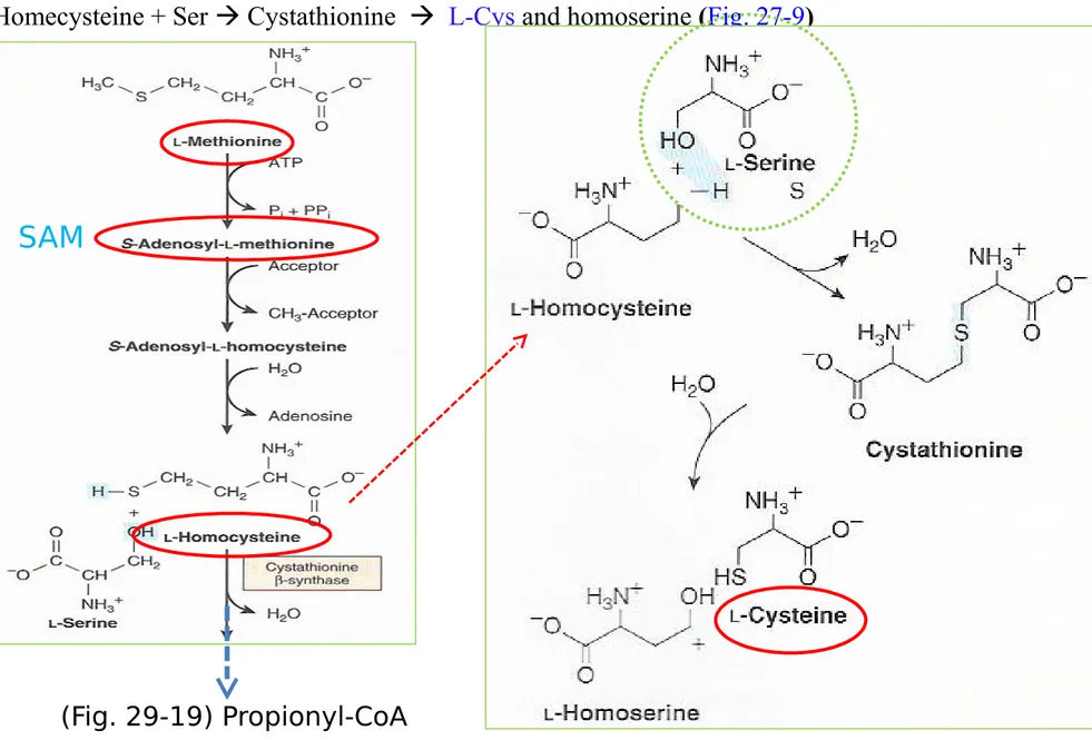 Figure 27-9 Conversion of homocysteine and serine to homoserine and cys- cys-teine