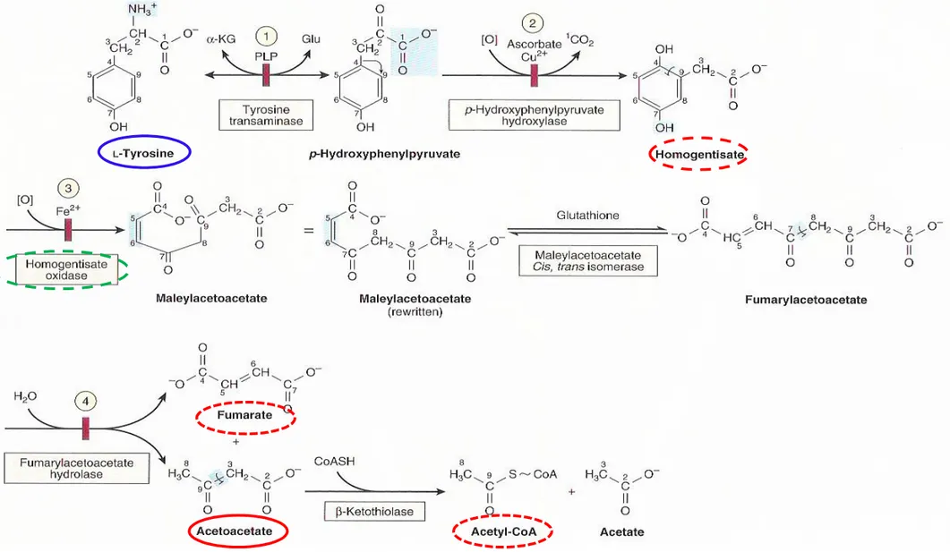 Figure 29-13 Intermediates in tyrosine catabolismAdditional AAs that form acetyl-CoA