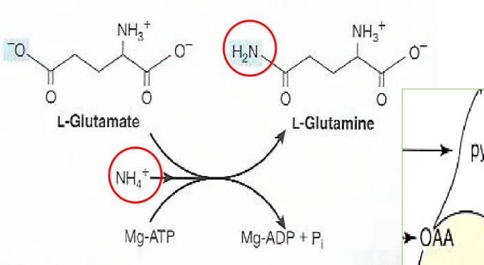 Figure 27-2 The  glutamine synthetase re- re-action