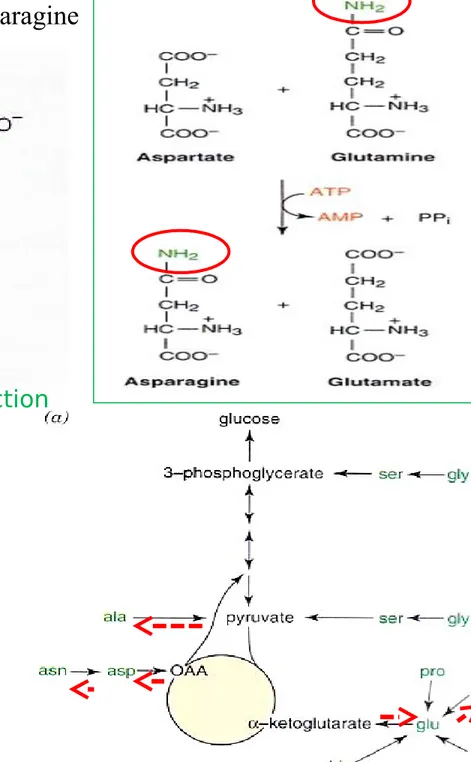 Figure 27-4 The asparagine synthetase reactionAsparagine  : Conversion of Aspartate to Asparagine