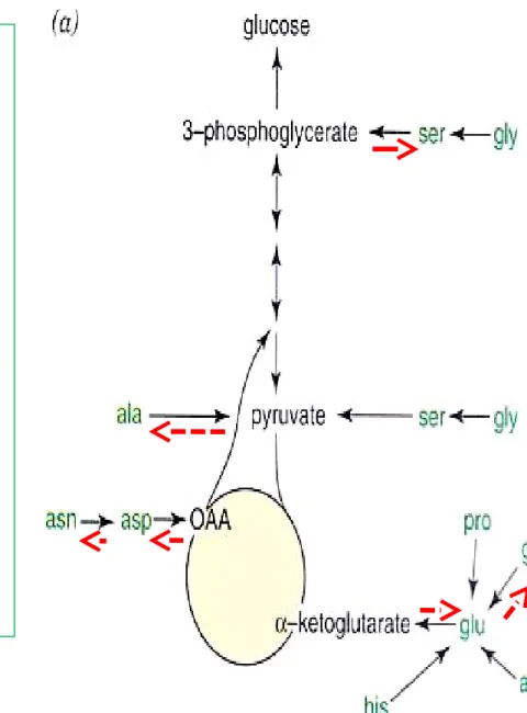 Figure 27-5 Serine biosynthesis (-AA, -amino acids; -KA, -keto 