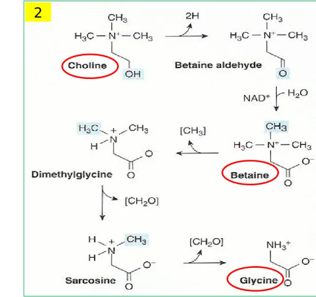 Figure 27-6 Formation of glycine from choline