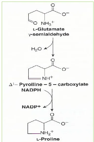 Figure 27-8 Biosynthesis of proline from glutamateProline